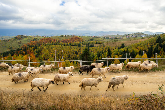 View of a flock of sheep walking along a dirt road in a rural landscape with autumn foliage and rolling hills under a cloudy sky in Alba County, Romania.