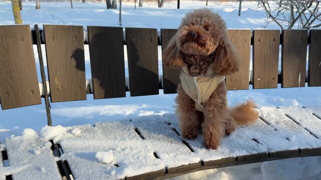 Midsequence winter park scene with apricot toy poodle sitting on snow dusted wooden bench wearing