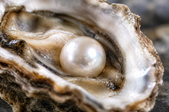 Pearl nestled inside rough oyster shell, macro shot highlighting contrast.