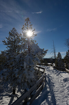 View of snow-covered pine trees and a wooden boardwalk under a bright sunburst in Yellowstone National Park, Wyoming, United States.