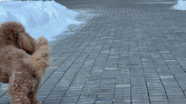 Small brown fluffy dog running and leaping along snowy paved walkway at midpoint of playful winter