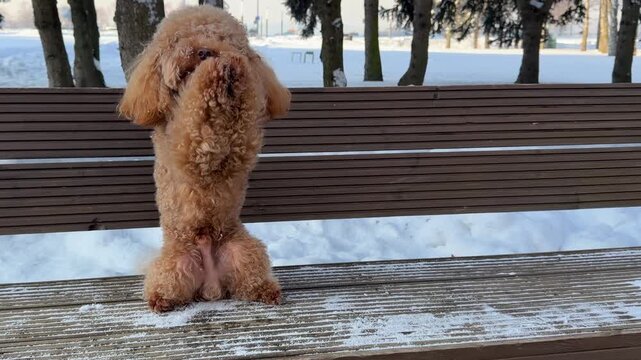 Middle sequence showing apricot toy poodle sitting on wooden park bench during winter walk