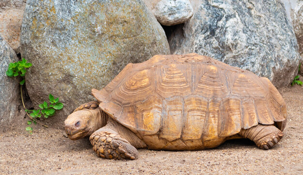Large tortoise resting on sandy ground beside rocks, showing its textured brown shell and scaly legs
