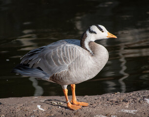 Goose standing on a rocky pond edge with dark water in the background © GWai