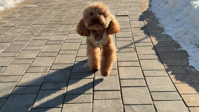 Small curly brown dog pausing on sunlit paved path near snowbank mid-sequence