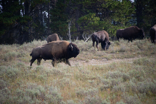 View of a herd of American bison grazing in a grassy field with pine trees in the background at Yellowstone National Park, Wyoming, United States.