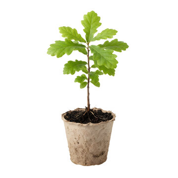 Oak sapling in biodegradable pot on transparent background