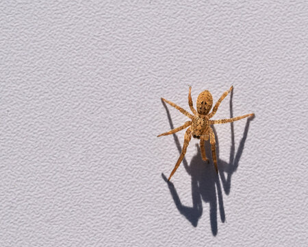 Gros plan sur une araign&eacute;e jaune et brune expos&eacute;e &agrave; une lumi&egrave;re vive
