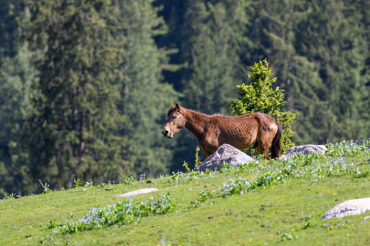 View of a brown horse grazing on a lush green alpine meadow near the Jahaz Banda Alpine Rest House in Kumrat Valley, Khyber Pakhtunkhwa, Pakistan.