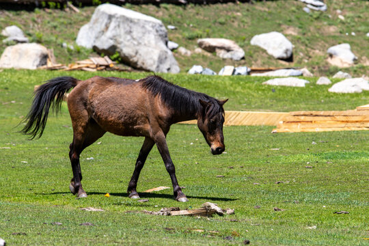 View of a brown horse grazing in a lush green meadow near the Jahaz Banda Alpine Rest House in Kumrat Valley, Khyber Pakhtunkhwa, Pakistan.
