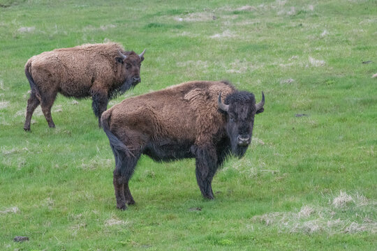 View of two American bison grazing in a lush green meadow in Yellowstone National Park, Wyoming, United States.