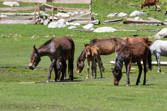View of horses and mules grazing in a lush green meadow near the Jahaz Banda area with a wooden fence in the background in Kumrat Valley, Khyber Pakhtunkhwa, Pakistan.