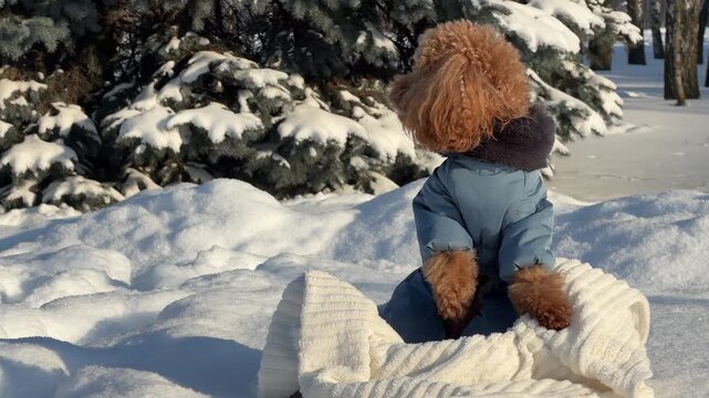 Brown poodle in blue jacket pausing on snowy park mound during middle of winter walk sequence