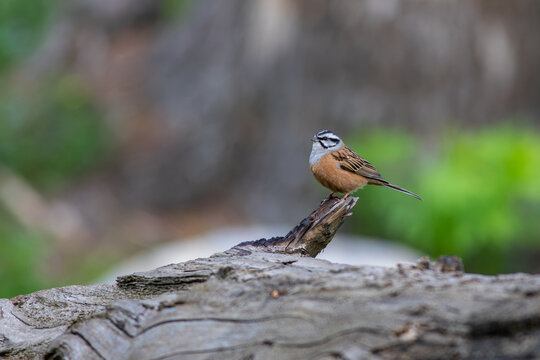 View of a small bird rock bunting with distinctive black and white head markings perched on a weathered log in the lush natural environment of Kumrat Valley, Khyber Pakhtunkhwa, Pakistan.