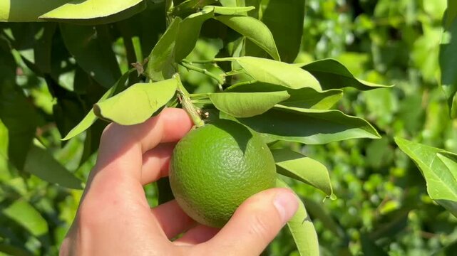 Hand gently holding an unripe green lime. Citrus fruit among glossy leaves on a sunlit tree, close up view of natural orchard growth and developing produce
