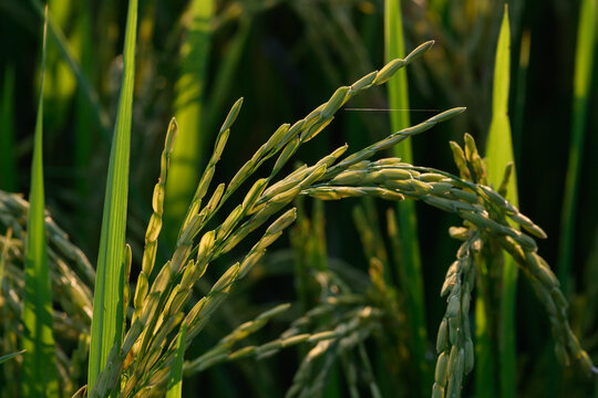 Green rice plant paddy field agriculture grain closeup nature summer rural food crop growth outdoor sunlight