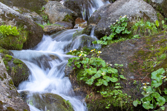View of a small stream flowing over mossy rocks with white wildflowers blooming on the bank in Kumrat Valley, Khyber Pakhtunkhwa, Pakistan.