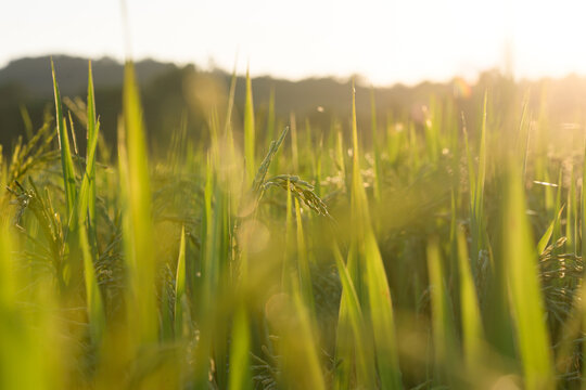 Green rice plant paddy field sunlight agriculture rural nature summer growth landscape outdoor crop countryside
