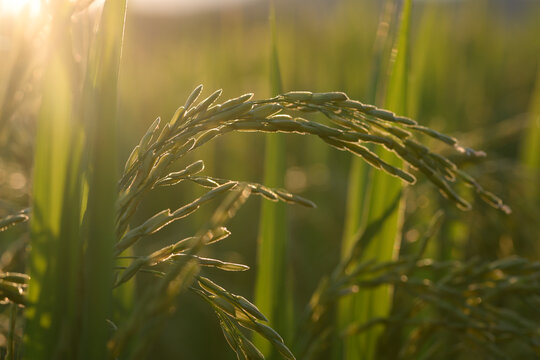 Close up rice plant green paddy field sunlight agriculture rural nature food crop summer growth outdoor tranquil farming
