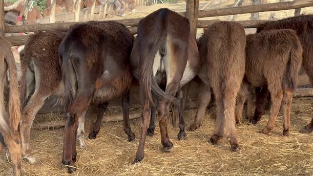 Group of young goats standing and shifting inside a rustic wooden livestock pen on straw covered ground, rear view of farm animals in a rural agricultural setting