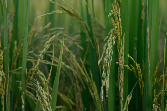 Green rice plant paddy field agriculture grain crop nature rural food farm growth leaf outdoor
