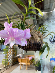 Bird's nest on an orchid pot © TTrung