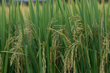 Fototapeta premium Green rice plant paddy field agriculture grain rural nature outdoor summer food crop farm growth lush