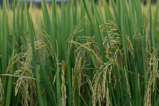 Green rice plant paddy field agriculture grain rural nature outdoor summer food crop farm growth lush