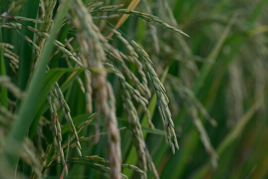 Green rice plant paddy field agriculture close up nature rural food grain crop summer outdoor growth lush