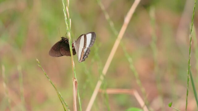 A bandaged and a manis satyr butterflies perched on a spike of grass using its proboscis, in a garden in the Eastern Cordillera of the Andes, in central Colombia, near the Iguaque sanctuary.