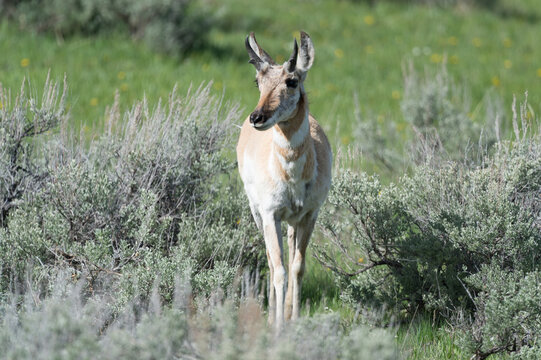 View of a pronghorn antelope standing in sagebrush in Yellowstone National Park, United States.