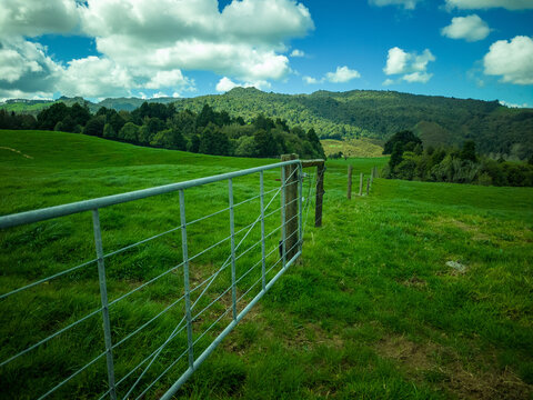 View of a metal farm gate opening into a lush green pasture with rolling hills and forest in the background in Waikino, Waikato Region, New Zealand.