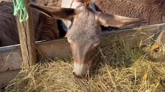 Donkey lowers its head and eats hay in a wooden enclosure surrounded by other animals, close up view of a farm feeding scene outdoors