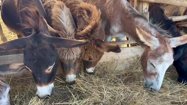 Donkeys and mules eating hay together from a wooden feeding trough on a sunny farm, close view of several brown and black animals feeding in an outdoor enclosure
