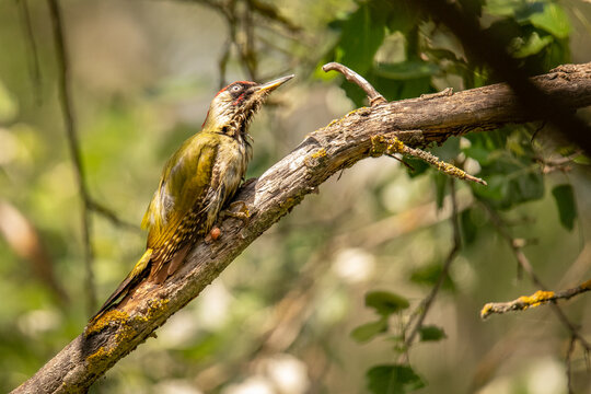 Green Woodpecker, European Green Woodpecker, Picus viridis