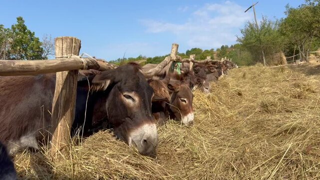 Donkeys feeding on hay beside a rustic wooden fence in sunny rural countryside, with several animals lowering their heads and eating together outdoors
