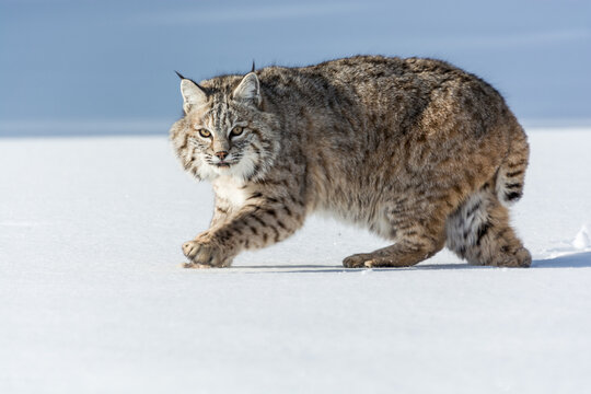 View of a bobcat walking across a vast, snow-covered landscape in Montana, USA.