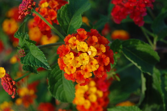 Close-up of colorful lantana flowers (Lantana camara) blooming in a garden.