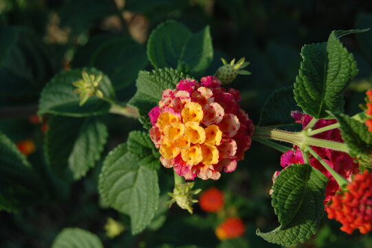 Close-up of colorful lantana flowers (Lantana camara) blooming in a garden.