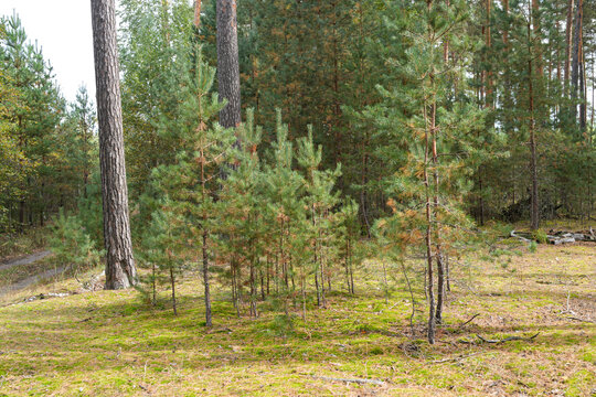 Young pine trees growing in autumn forest, sunlight on grass, tranquil nature scene. Real photo