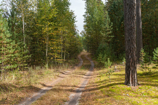 Country forest road in autumn among tall trees, empty path, calm seasonal nature landscape. Real photo