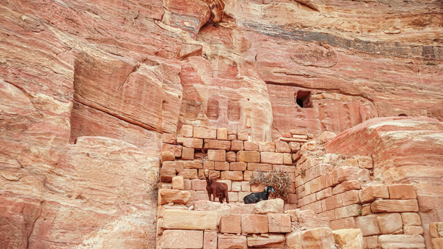 View of two goats standing on ancient stone steps carved into the red sandstone cliffs of the historic site in Wadi Musa, Ma'an Governorate, Jordan.