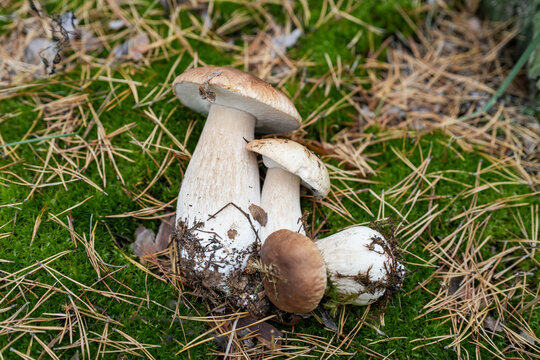 Picked boletes on mossy forest floor in peaceful woodland, illustrating international cut versus twist harvesting debate for mushroom foraging guides. Fresh wild edible fungi. Real photo