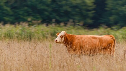 cows in the field © UKIAN 