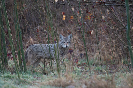 View of a coyote standing among thin trees and brush in the wilderness of Yellowstone National Park, Wyoming, United States.