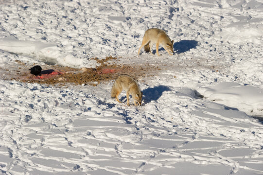 View of two coyotes scavenging on a snow-covered landscape with a raven nearby in Yellowstone National Park, Wyoming, United States.
