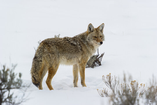 View of a coyote standing in the snow with sparse shrubs in Yellowstone National Park, Wyoming, United States.