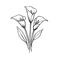 Obraz premium PNG Elegant minimalist calla lily sketch.