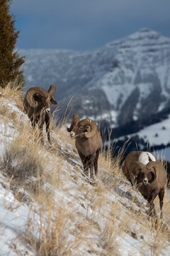 View of three bighorn sheep walking on a snowy, grassy hillside with a snow-covered mountain in the background in Yellowstone National Park, United States.