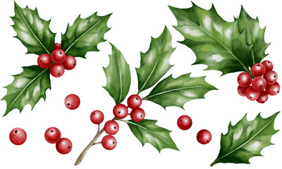 A collection of watercolor holly berry plant illustration with green leaves and  vibrant red berry fruits for holiday occasion, isolated on transparent background. © maygita